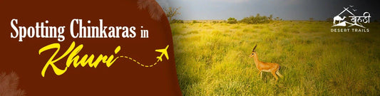 Chinkara Safari in Khuri: A Rare Wildlife Experience in Rajasthan